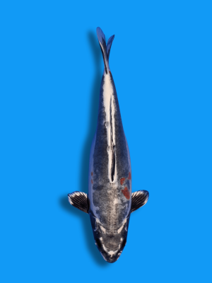 Beni Kikokuryu | Koi&Co.